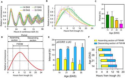 The genetically programmed rhythmic alteration of diurnal gene expression in the aged Arabidopsis leaves